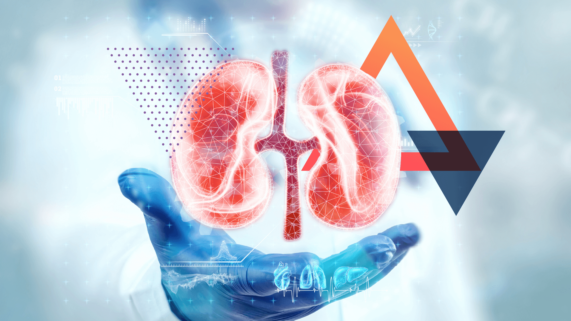 Kidney Function